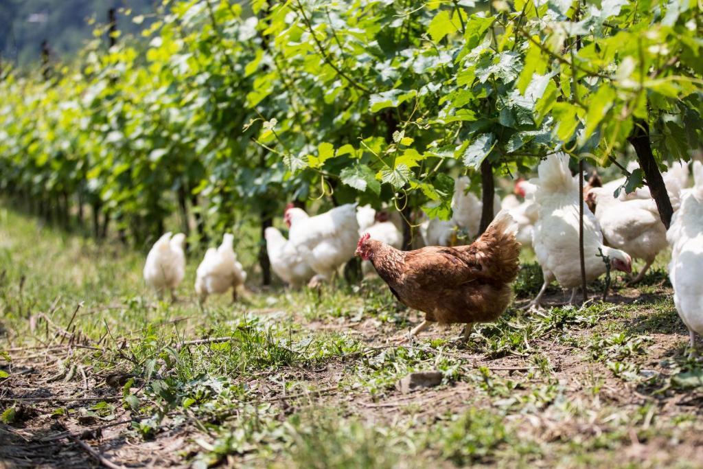 Bauernhof Polisena L'altro Agriturismo Veg Pontida