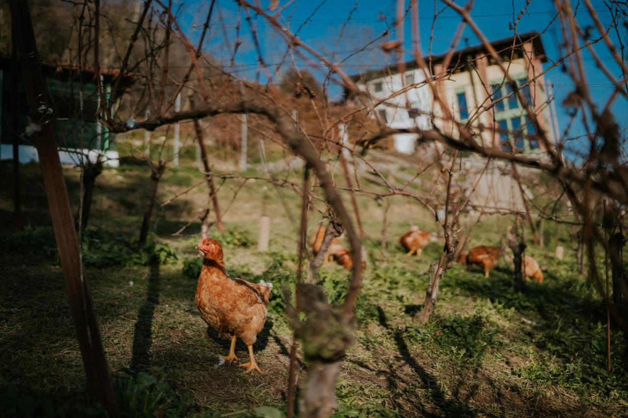 Polisena L'altro Veg